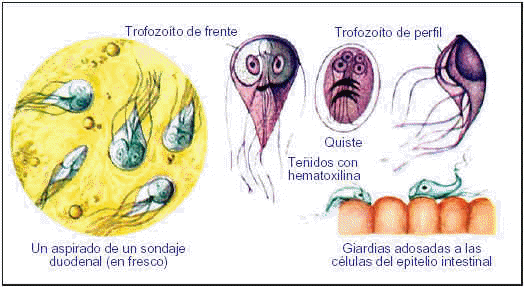 El término por la biología los parásitos